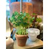 Pot Oxalis trèfles artificiel - Silk-ka
