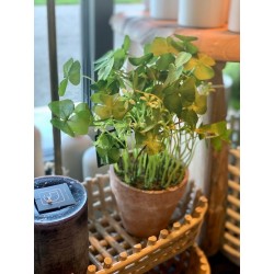 Pot Oxalis trèfles artificiel - Silk-ka