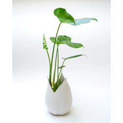 VASE TULIPE - H.29 cm - YLVAYA